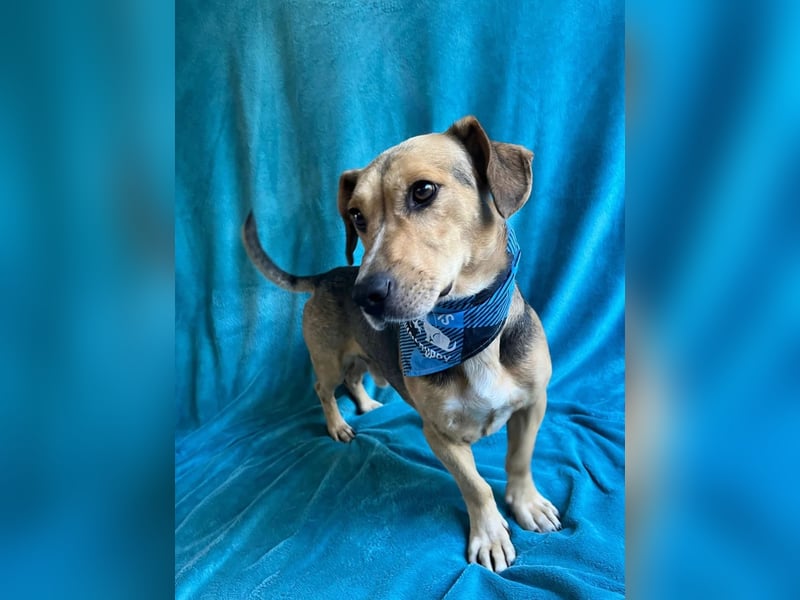 Basti - Handlicher kleiner Dackel-Beagle ähnl. Sonnenschein, 2,5J., kastr.