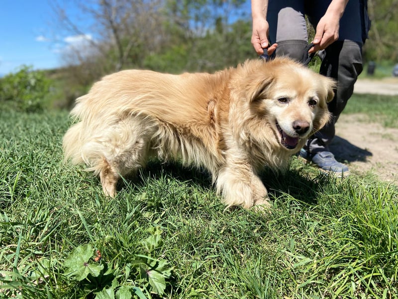 Goldie-Dackel ähnl. Hundeopi sucht sein Glück, 10+ Jahre, ca. 40 cm, kastriert