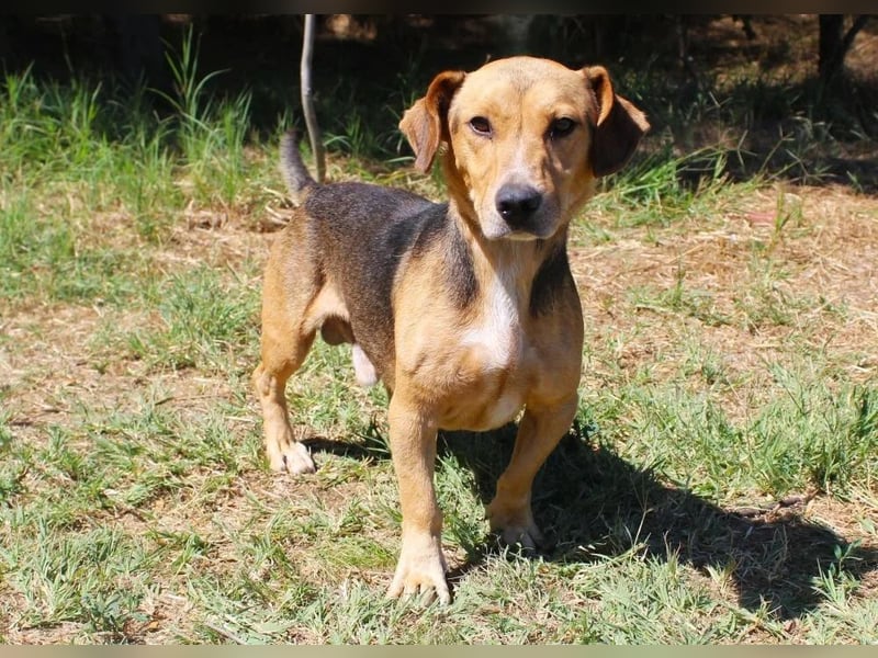 Basti - Handlicher kleiner Dackel-Beagle ähnl. Sonnenschein, 2,5J., kastr.
