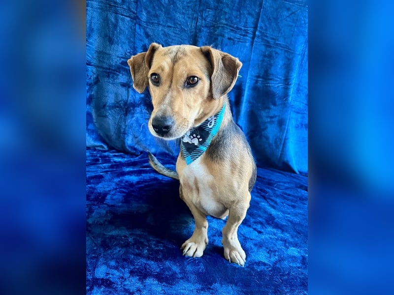 Basti - Handlicher kleiner Dackel-Beagle ähnl. Sonnenschein, 2,5J., kastr.