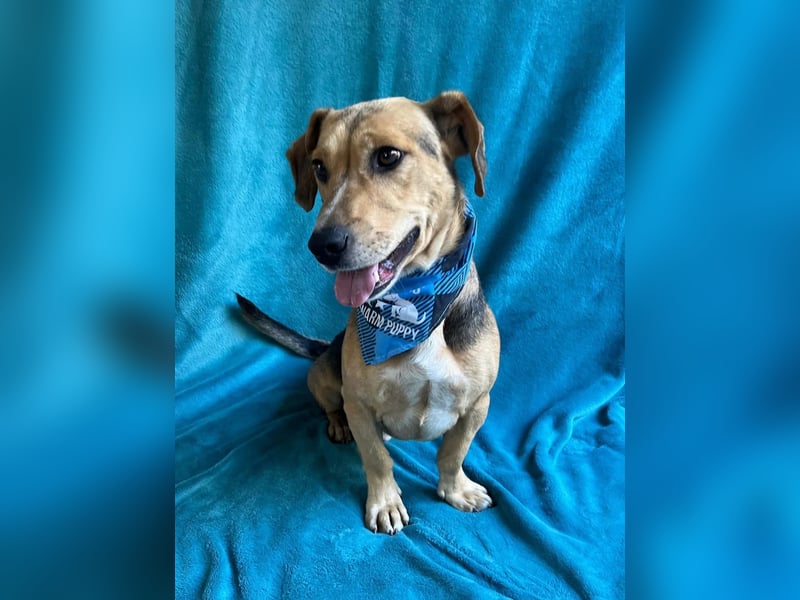 Basti - Handlicher kleiner Dackel-Beagle ähnl. Sonnenschein, 2,5J., kastr.