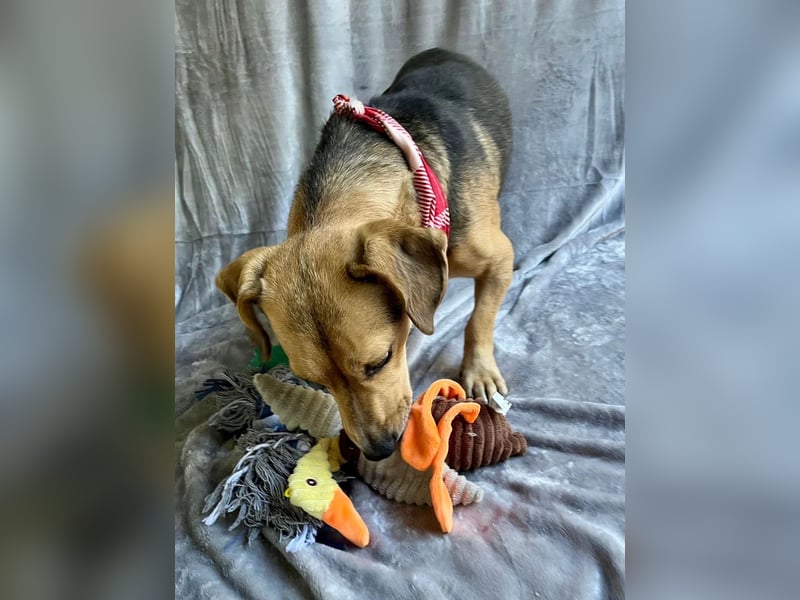 Basti - Handlicher kleiner Dackel-Beagle ähnl. Sonnenschein, 2,5J., kastr.