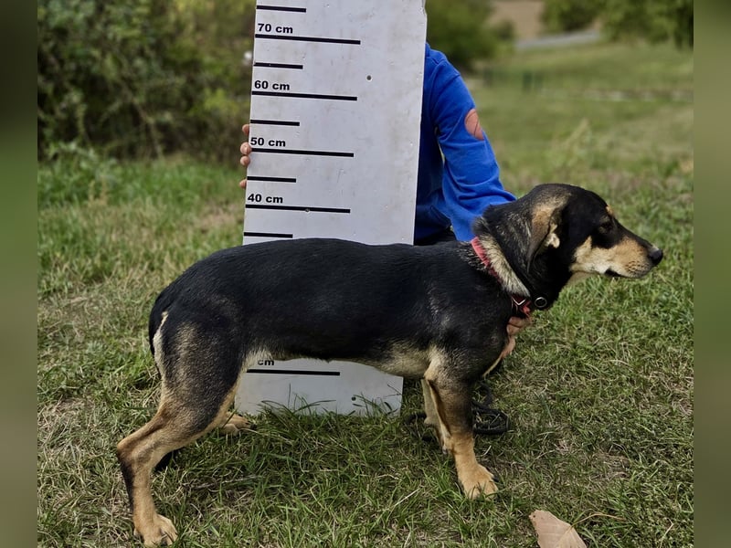 Kleine, fröhliche Dackel Mix Dame, 10Mon., kastriert