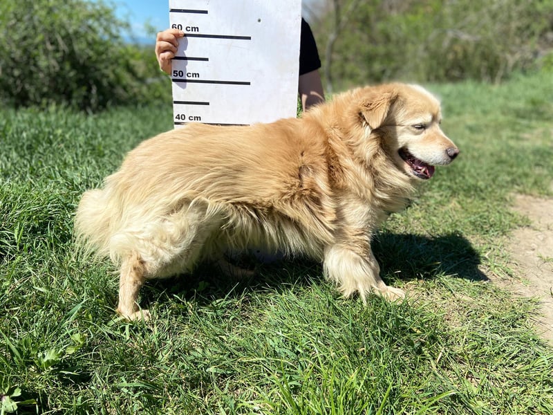 Goldie-Dackel ähnl. Hundeopi sucht sein Glück, 10+ Jahre, ca. 40 cm, kastriert