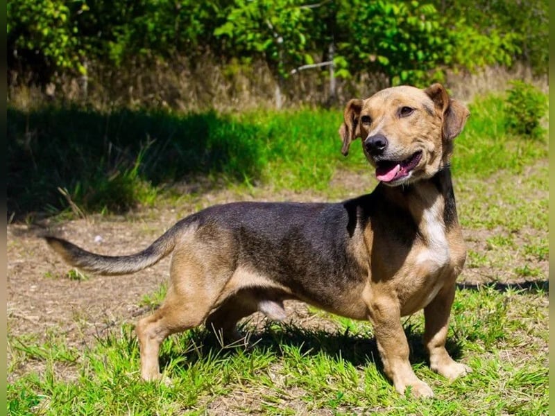 Basti - Handlicher kleiner Dackel-Beagle ähnl. Sonnenschein, 2,5J., kastr.