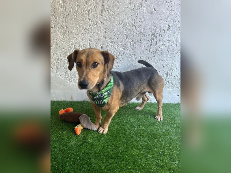 Basti - Handlicher kleiner Dackel-Beagle ähnl. Sonnenschein, 2,5J., kastr.