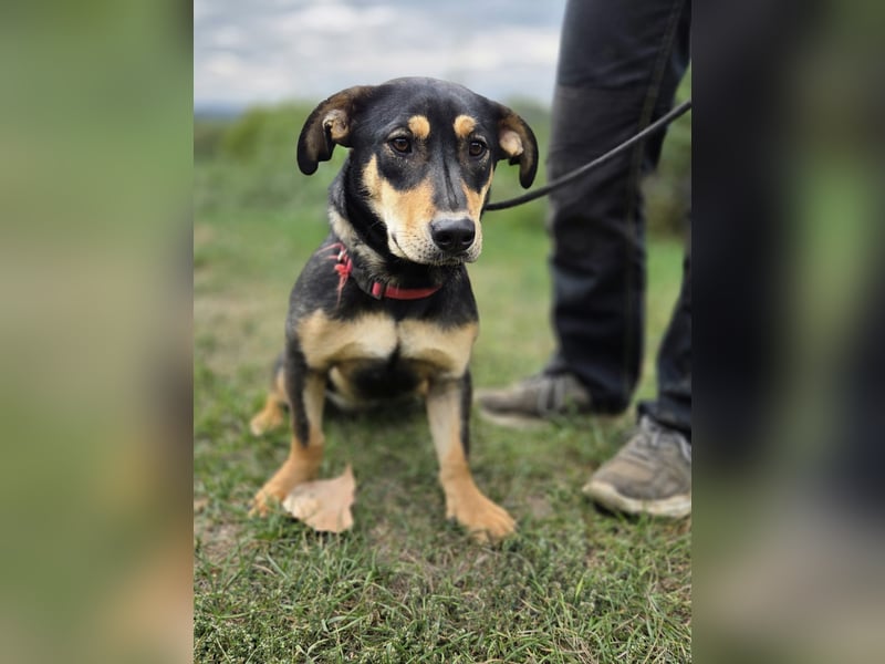Kleine, fröhliche Dackel Mix Dame, 10Mon., kastriert