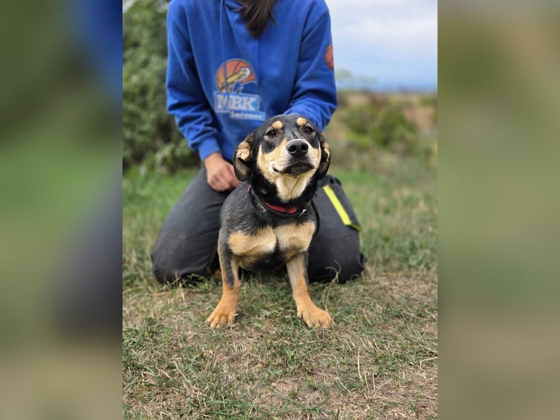 Kleine, fröhliche Dackel Mix Dame, 10Mon., kastriert