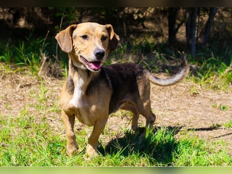 Basti - Handlicher kleiner Dackel-Beagle ähnl. Sonnenschein, 2,5J., kastr.