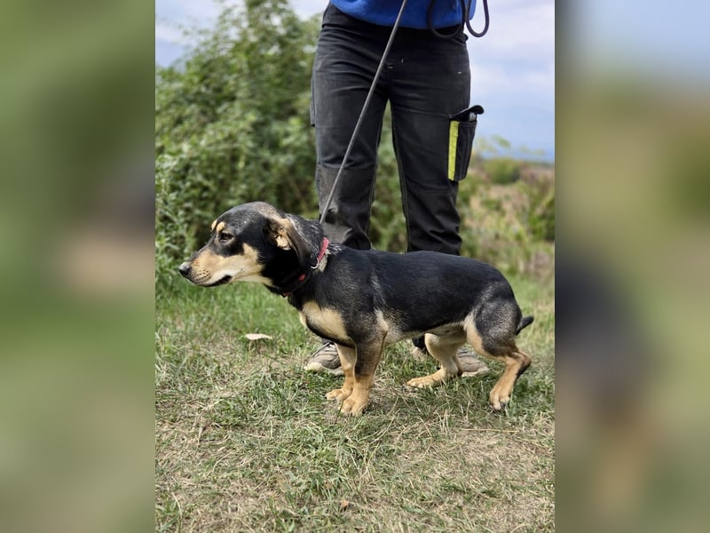 Kleine, fröhliche Dackel Mix Dame, 10Mon., kastriert