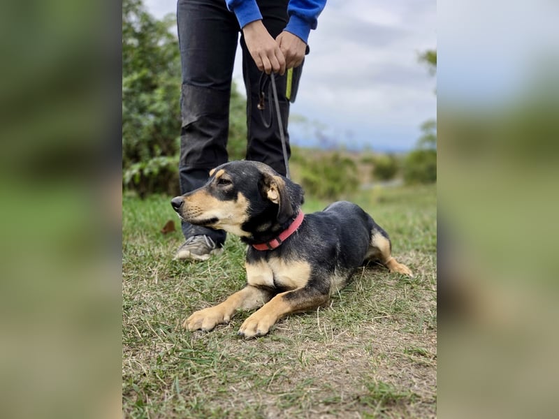 Kleine, fröhliche Dackel Mix Dame, 10Mon., kastriert