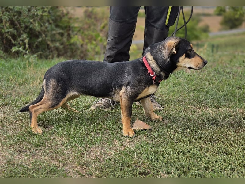 Kleine, fröhliche Dackel Mix Dame, 10Mon., kastriert