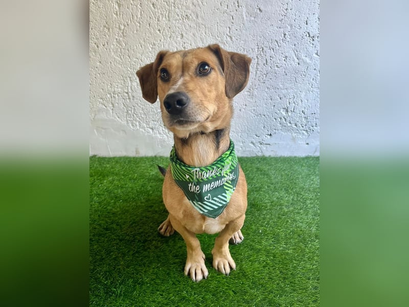 Basti - Handlicher kleiner Dackel-Beagle ähnl. Sonnenschein, 2,5J., kastr.