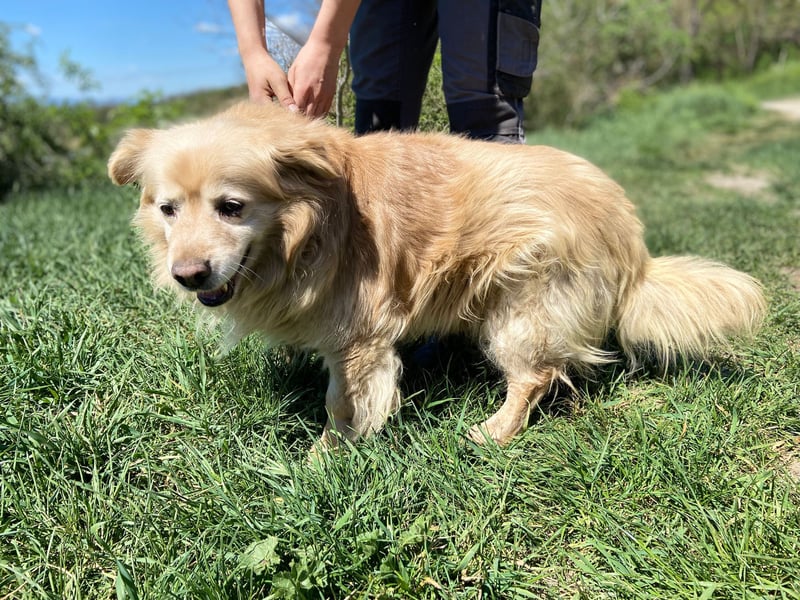 Goldie-Dackel ähnl. Hundeopi sucht sein Glück, 10+ Jahre, ca. 40 cm, kastriert