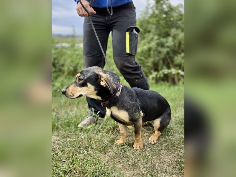 Kleine, fröhliche Dackel Mix Dame, 10Mon., kastriert