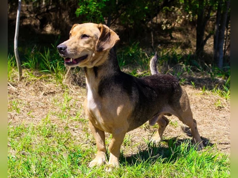 Basti - Handlicher kleiner Dackel-Beagle ähnl. Sonnenschein, 2,5J., kastr.