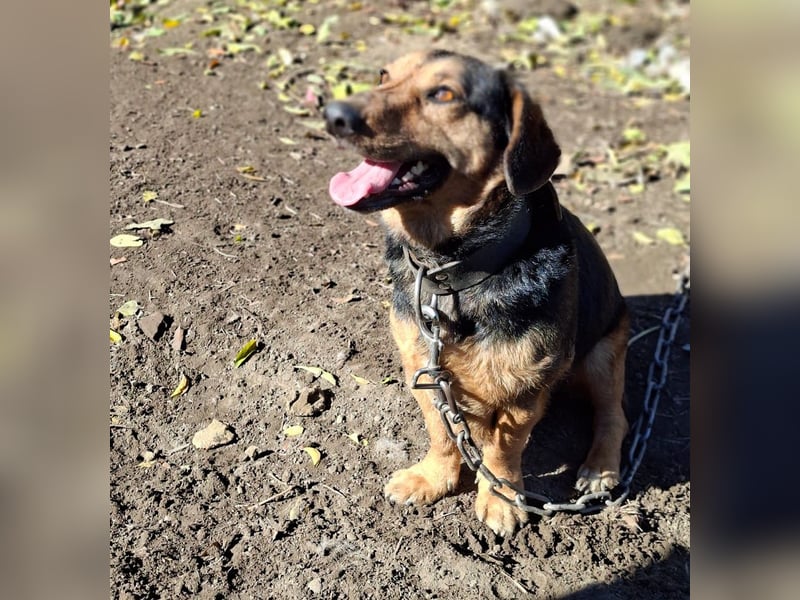 Buksi sucht ein Zuhause