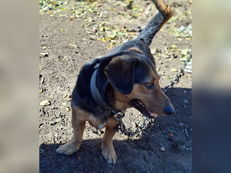 Buksi sucht ein Zuhause