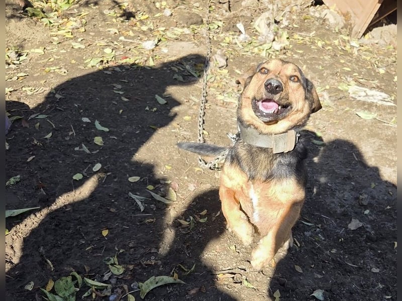 Buksi sucht ein Zuhause