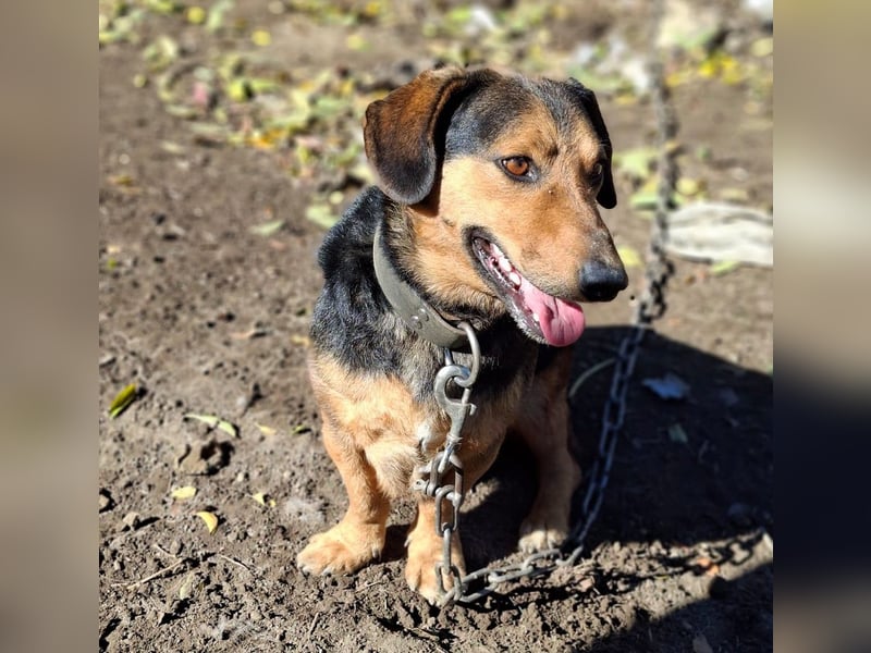 Buksi sucht ein Zuhause