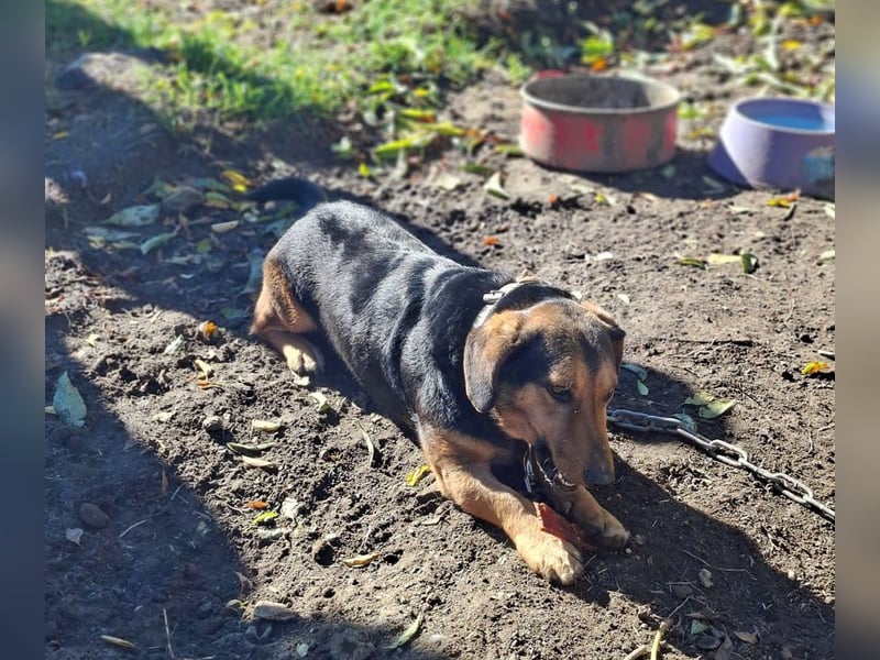 Buksi sucht ein Zuhause