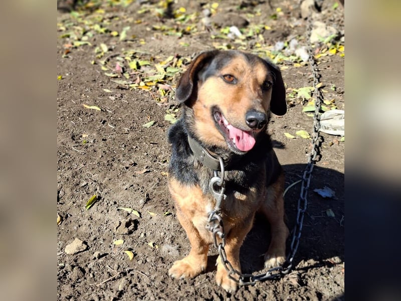 Buksi sucht ein Zuhause