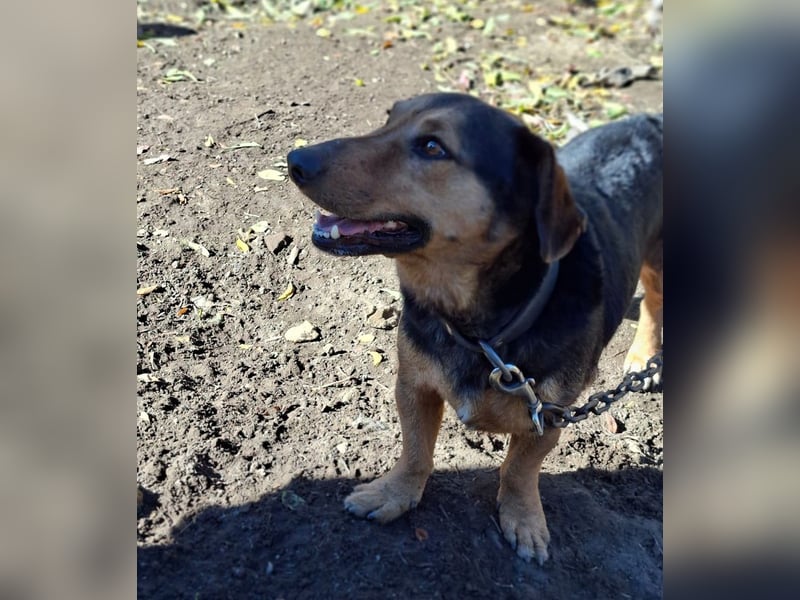 Buksi sucht ein Zuhause