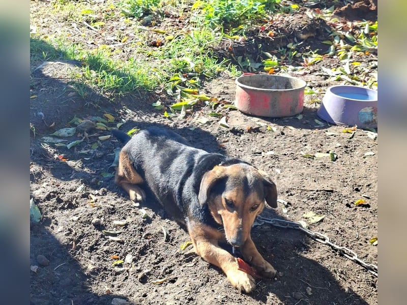 Buksi sucht ein Zuhause