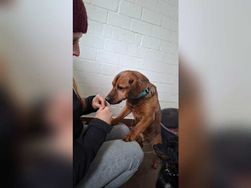 Alejandro (auf Pflegestelle in Norddeutschland)