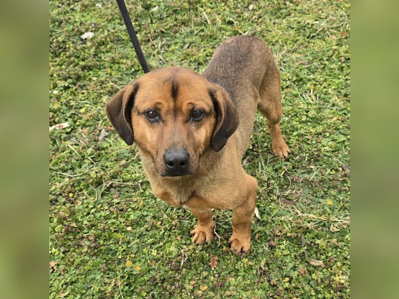 Alejandro (auf Pflegestelle in Norddeutschland)