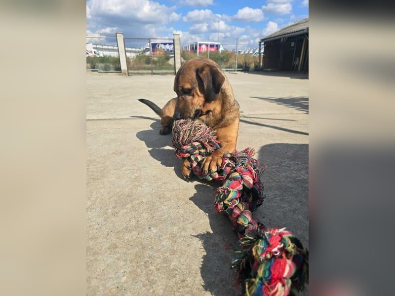 Alejandro (auf Pflegestelle in Norddeutschland)