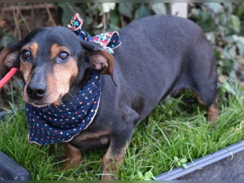 Bori zarte Hundeseele