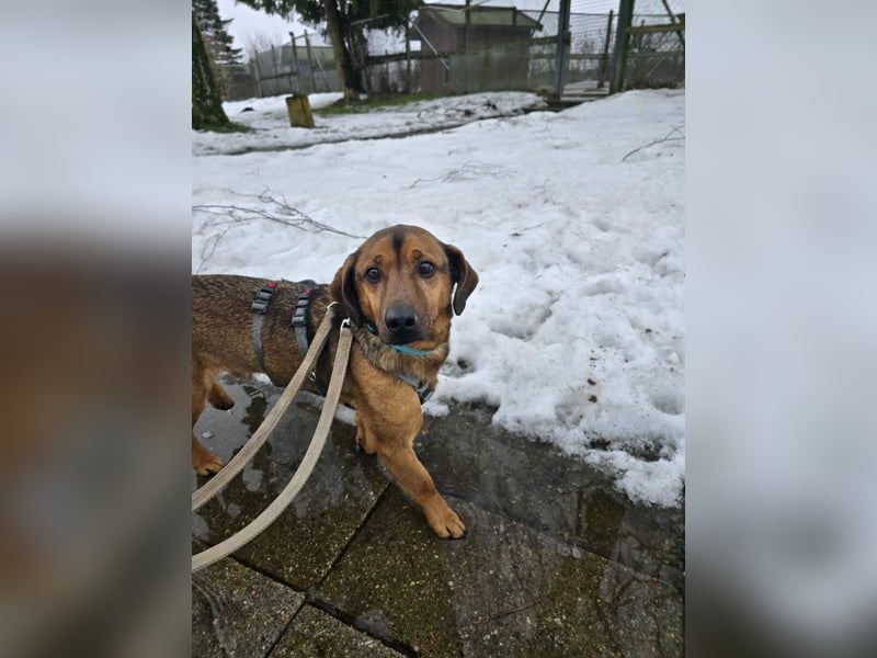 Alejandro (auf Pflegestelle in Norddeutschland)