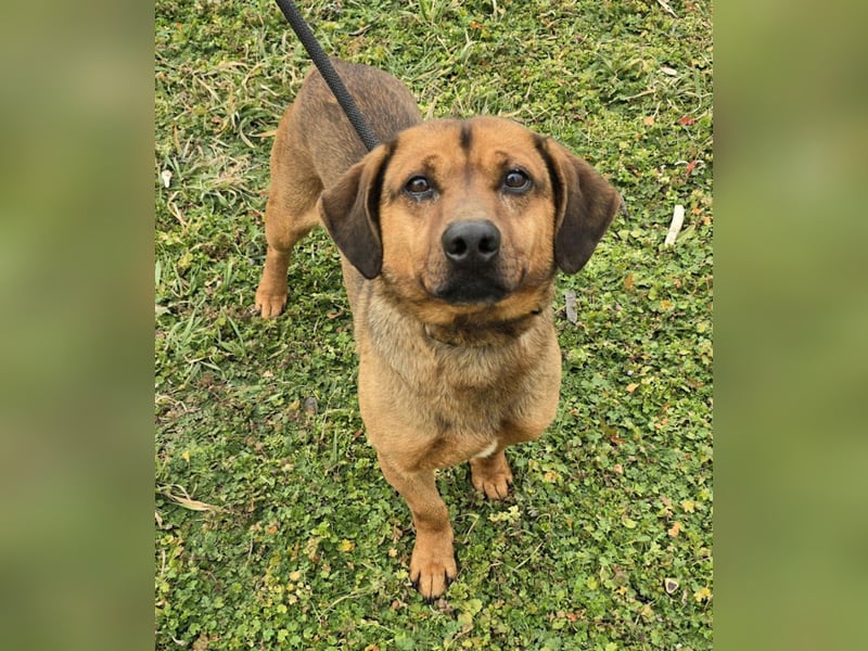 Alejandro (auf Pflegestelle in Norddeutschland)