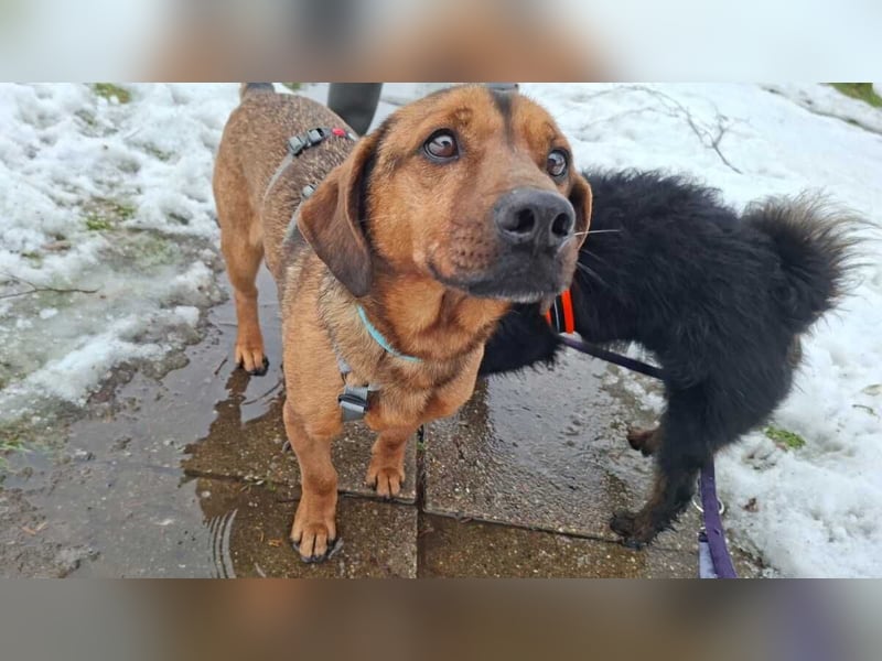 Alejandro (auf Pflegestelle in Norddeutschland)
