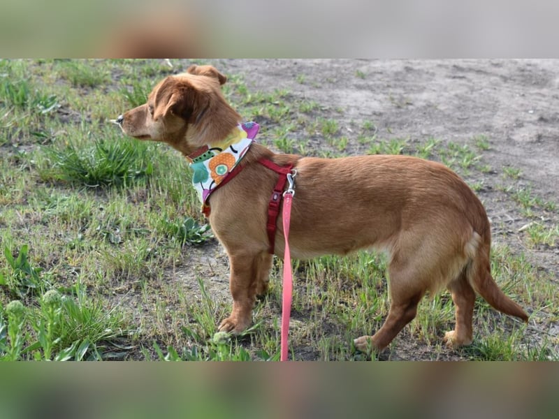 Calla die Anhängliche