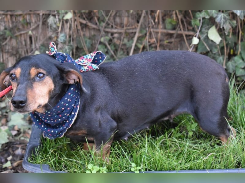 Bori zarte Hundeseele