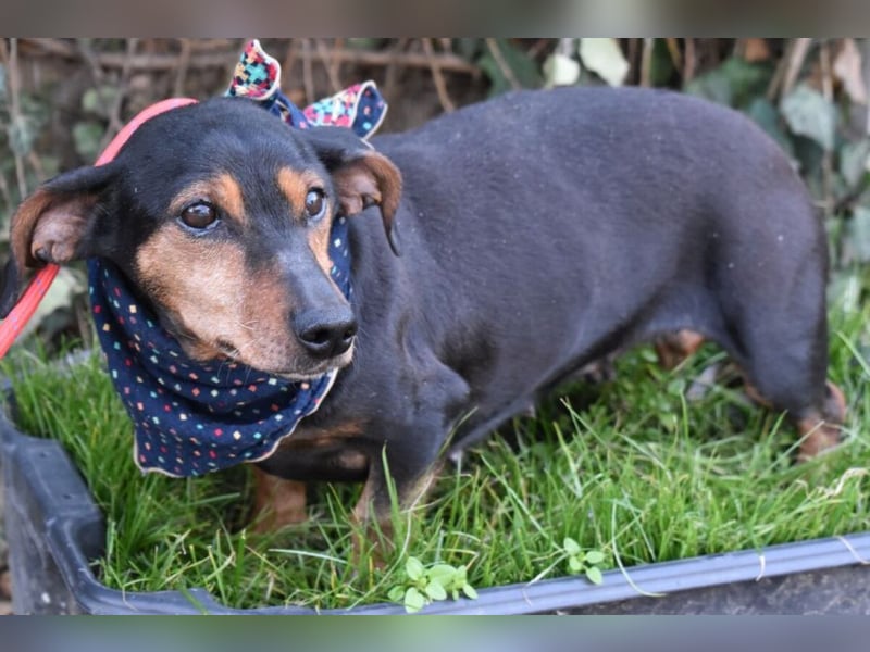 Bori zarte Hundeseele