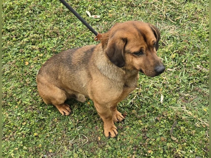 Alejandro (auf Pflegestelle in Norddeutschland)