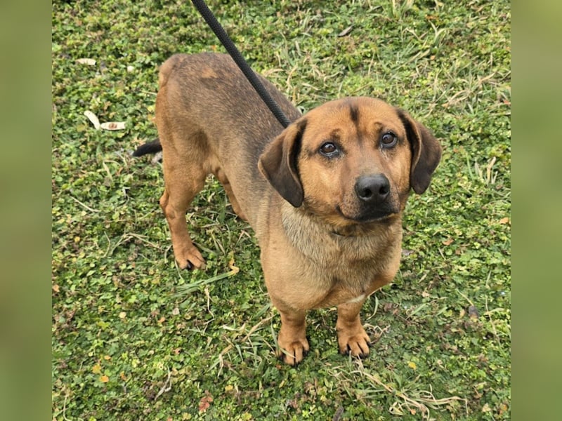 Alejandro (auf Pflegestelle in Norddeutschland)