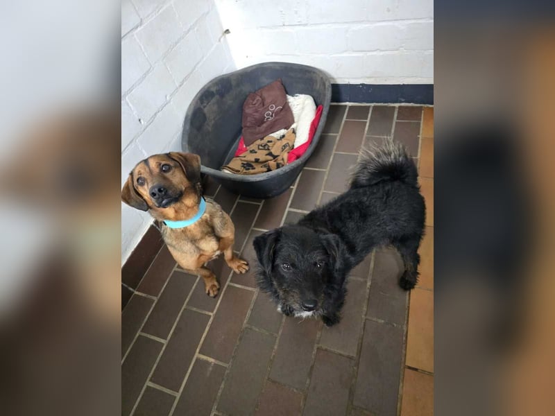 Alejandro (auf Pflegestelle in Norddeutschland)