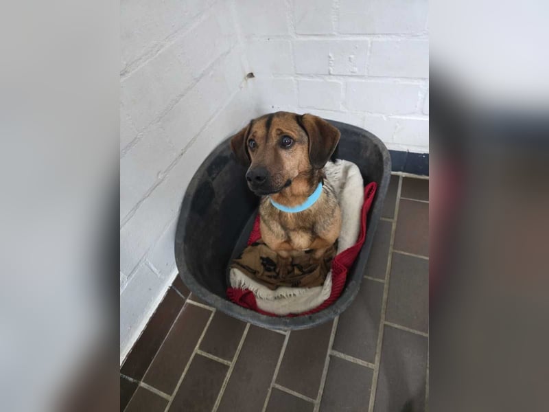 Alejandro (auf Pflegestelle in Norddeutschland)