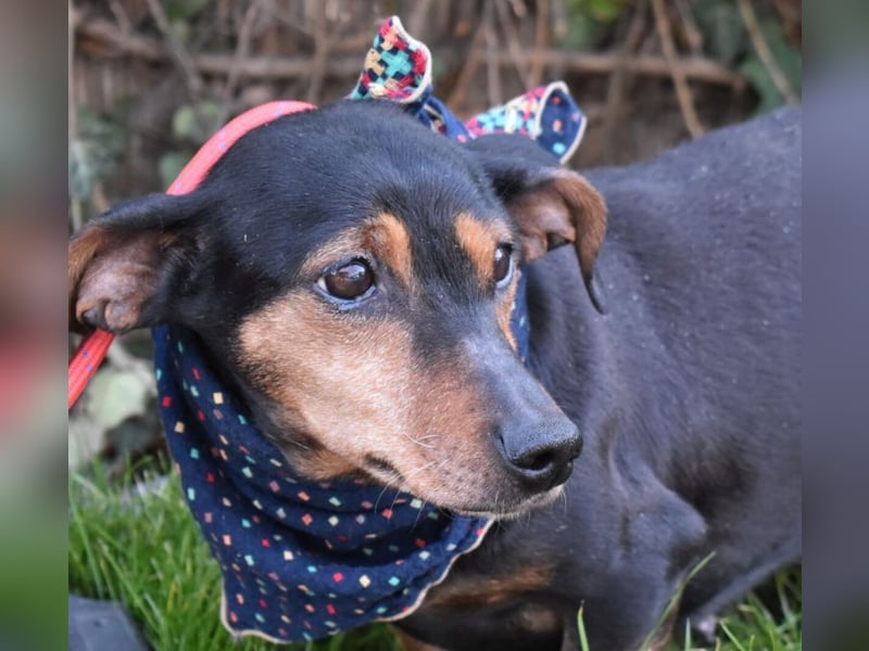 Bori zarte Hundeseele