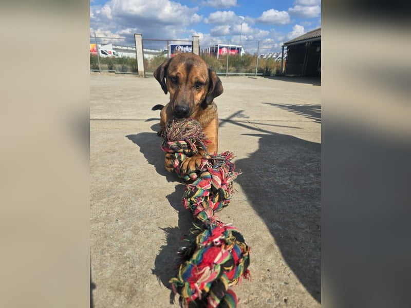 Alejandro (auf Pflegestelle in Norddeutschland)