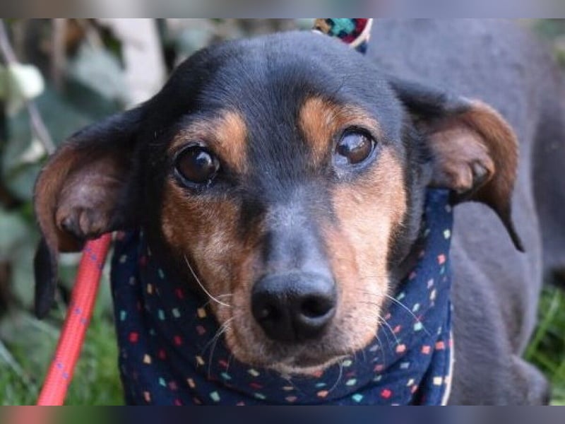 Bori zarte Hundeseele