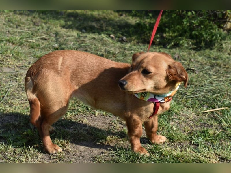 Calla die Anhängliche