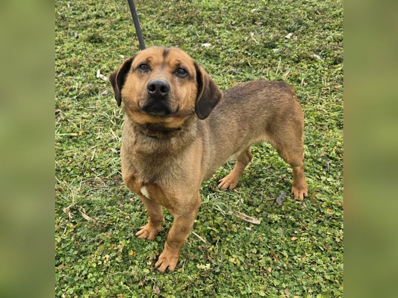 Alejandro (auf Pflegestelle in Norddeutschland)