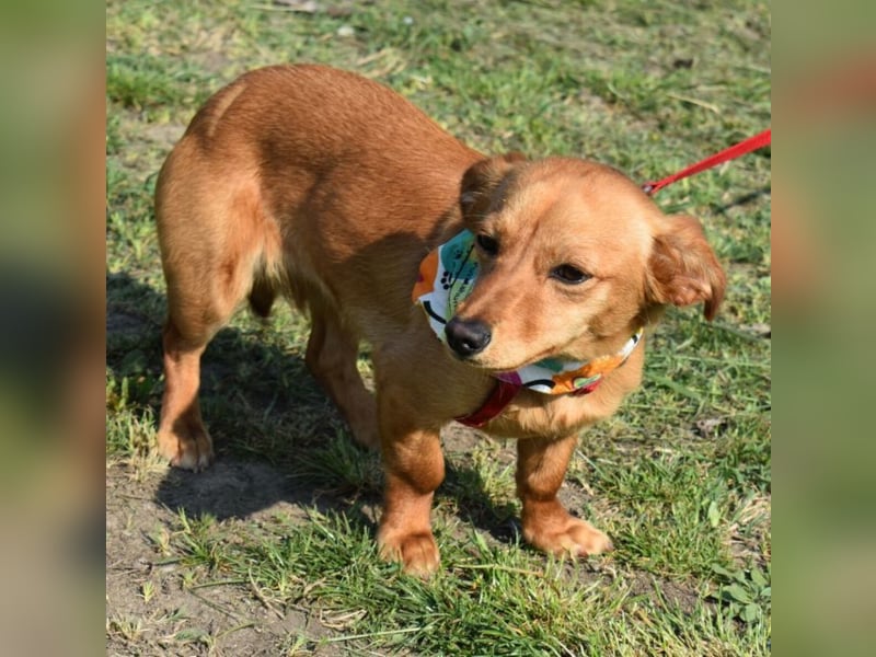 Calla die Anhängliche