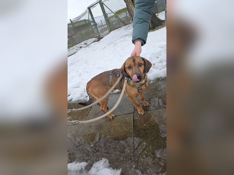 Alejandro (auf Pflegestelle in Norddeutschland)