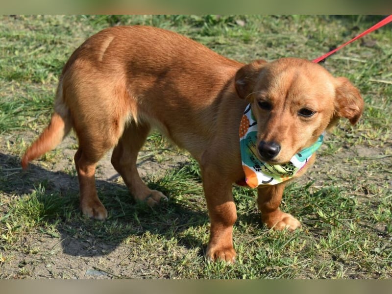 Calla die Anhängliche